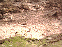 PICT0486.JPG
