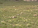 PICT0490.JPG