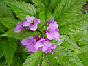 P5141557.JPG