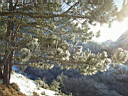 Albero con la neve