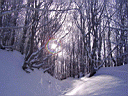 Nel bosco poco prima della vetta