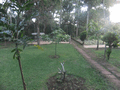Kilimanjaro