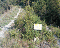 monte liprando