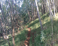 monte liprando