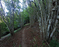 monte liprando