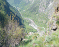 chamois