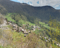 chamois